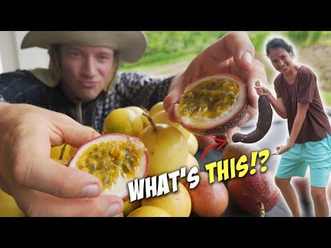 Found & Harvested Filipino Potatoes (massive Cassava) & New Fruits - Philippines Home Farming