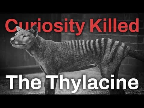 Why Thylacines (definitely) Went Extinct