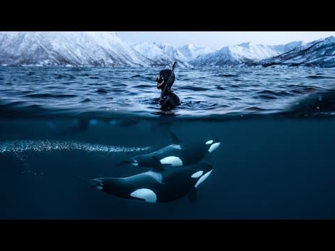 Swimming Face-to-face With Wild Orcas: Winter In Norway