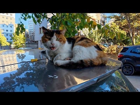 I Wasn't Expecting Something Like This While Petting A Stray Cat...