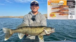 Aggressive Post Spawn Walleyes Were Crushing This Swimbait!