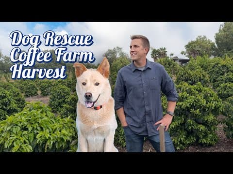 Dog Rescue Coffee Farm Harvest ☕️🐶