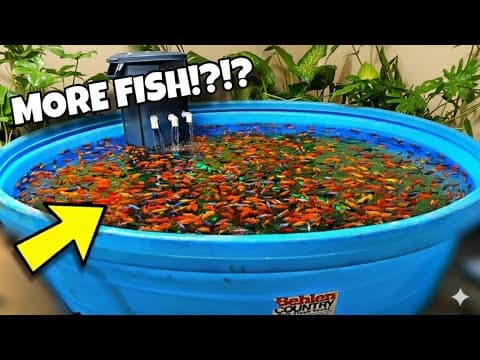 1000's More Fish! (my Largest Guppy Breeding Pond)