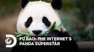 Fu Bao: The Internet's Panda Superstar | IP PLAN 2025 | Discovery Channel Southeast Asia