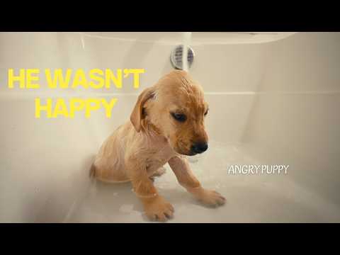 I Thought This Would Be Easy… (my Puppy’s First Bath)