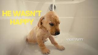 I Thought This Would Be Easy… (my Puppy’s First Bath)