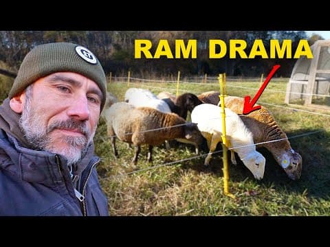 Introducing The New Ram With Our Sheep