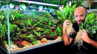 Huge Schools Of Fish Added: Tetra, Rasbora, Cpd & Rainbows |ep4| Self Balancing Ecosystem Aquarium
