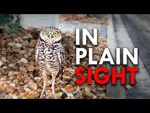 The Animals You Didn’t Know Were Living All Around You