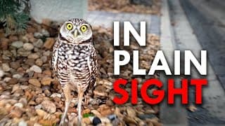 The Animals You Didn’t Know Were Living All Around You