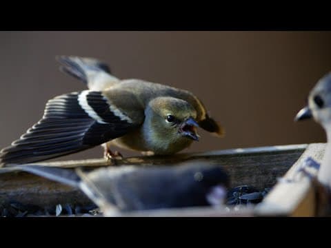 Are Birds Fighting At The Feeder? Uncover Hidden Drama In Your Backyard