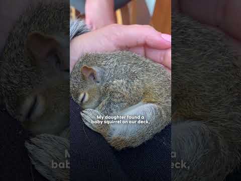Squirrel Visits His Rescuer Every Day For Years | The Dodo