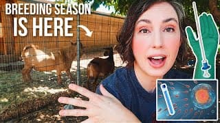 Let's Goooo!!! --- Our 2nd Year With Artificial Insemination!