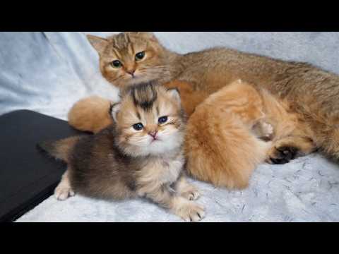 Cute Kitten Who Just Can't Wait To Get A Hug From Mama Cat...