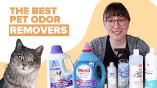 6 Best Laundry Detergents For Cat Urine (we Tested Them All)