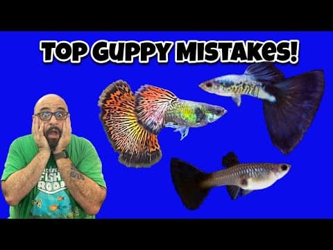 Top 5 Mistakes Guppy Keepers Make