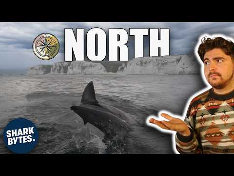 Is This The Year White Sharks Finally Claim Northern Water?
