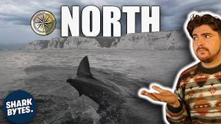 Is This The Year White Sharks Finally Claim Northern Water?