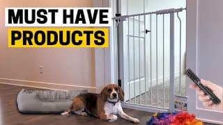 5 Products That Will Make Living With A Beagle Much Easier