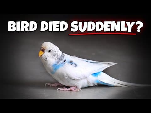 Bird Died Suddenly? These 8 Reasons Might Explain Why