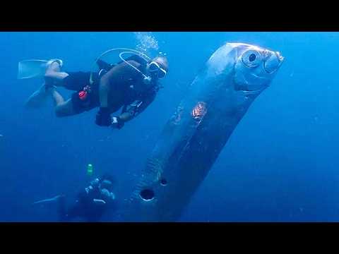 Everything We Learned About Animals And Life On Earth This Year