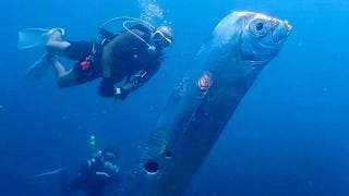 Everything We Learned About Animals And Life On Earth This Year