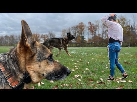 A Fall Mess With My German Shepherds | Plus Mail Time!