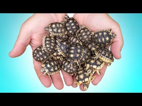 Tortoise Hatching Season Is Here! Garden State Tortoise Nursery