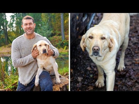 Watch This Before Adopting A Labrador
