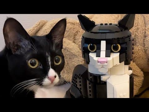 The Best Funny Cat And Dog Video Compilation Of 2025 | Try Not To Laugh! Part.10