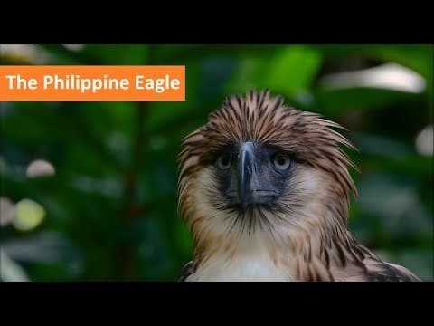Falconry: Philippine Eagles