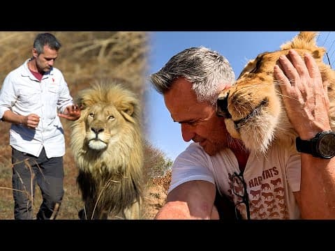 Which Lion Do I Trust With My Life? | The Lion Whisperer