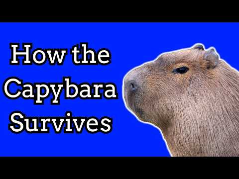 The Surprising Life Of A Capybara | Nature Documentary