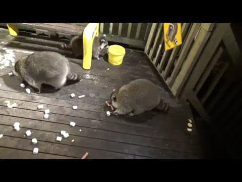 Friday Night At The Diner For Raccoons