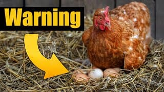 Washing Farm Fresh Eggs And Improving Chicken Gut Health