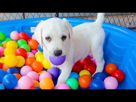 Puppies Go Crazy In The Ball Pit!!