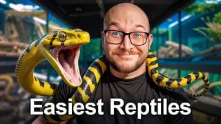 The 5 Easiest Reptiles You Don't Know About