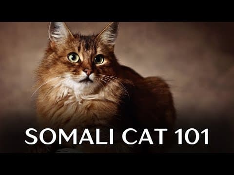 Somali Cat 101 - Everything You Need to Know