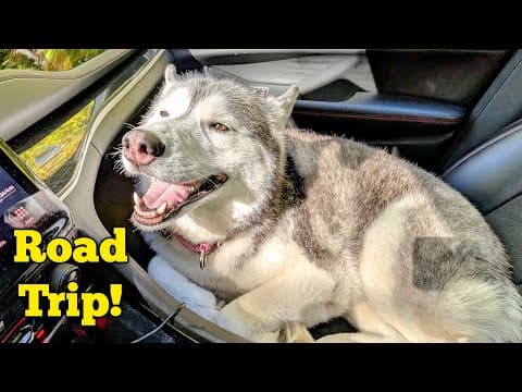 Road Trip With Our Dogs To The Novi Pet Expo!