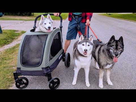 Our Senior Dog's First Ride In Her New Stroller!
