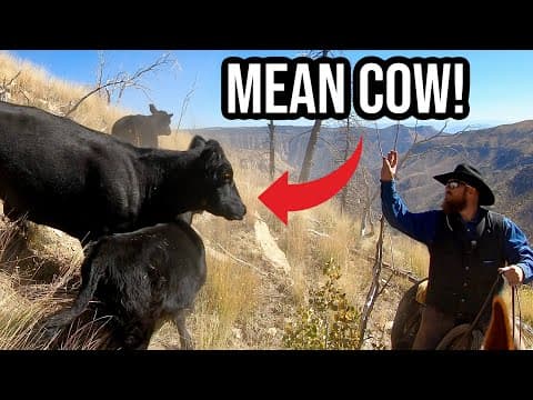 Herding Cattle On A Steep Mountain! (gone Wrong?!)