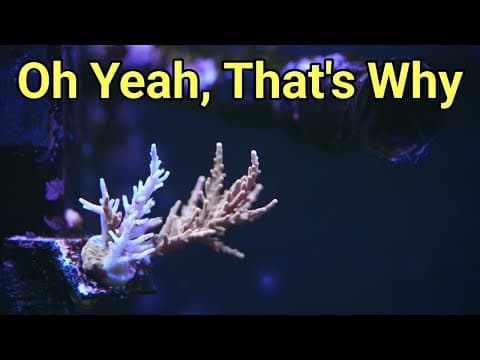 Remind Me Why I Hate Acros? The Prestige Reef Dork Show Ep 119