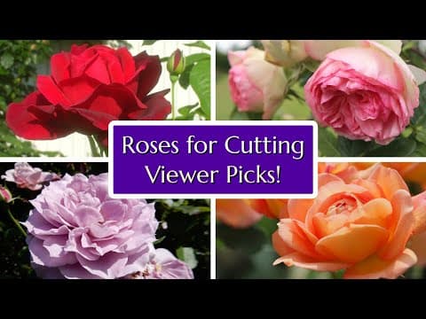 12 Great Rose Varieties For Cutting