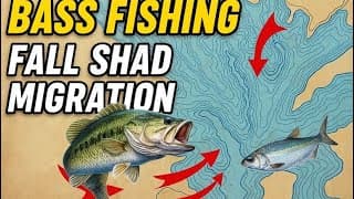 The Secrets Behind The Fall Shad Migration - Bass Fishing Success