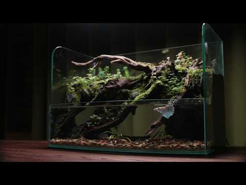 My 100-day Betta Fish Stream Ecosystem Tank Journey