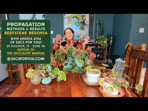 Beefsteak Begonia Propagation Methods And Results And My Favorite Way!