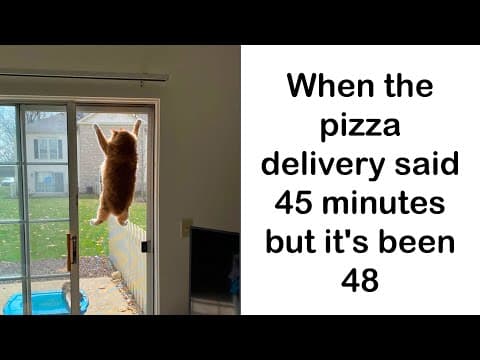Cat Memes You’ll Want To Tag Your Cat In