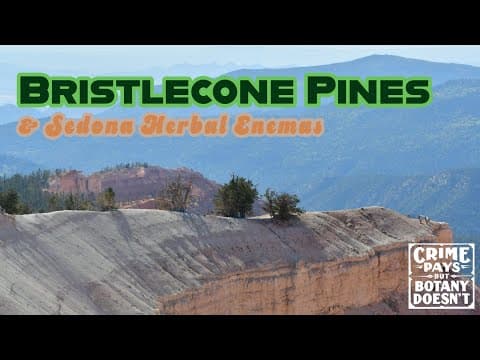 Bristlecone Pines & Sedona Herbal Enemas