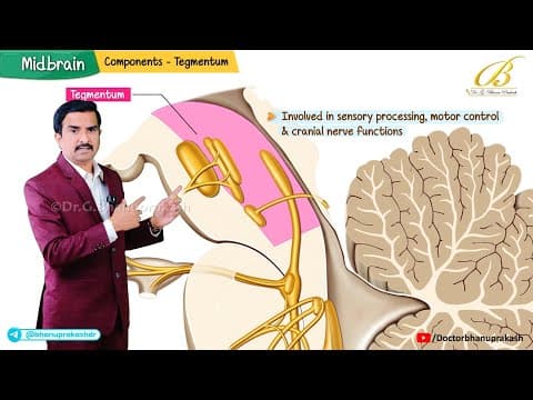 Gross Anatomy Of Midbrain (animation)🧠 Neuroanatomy For Usmle Step 1 : Dr G Bhanu Prakash