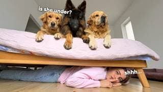 Hiding From My Dogs In 20 Crazy Places… Can They Find Me?